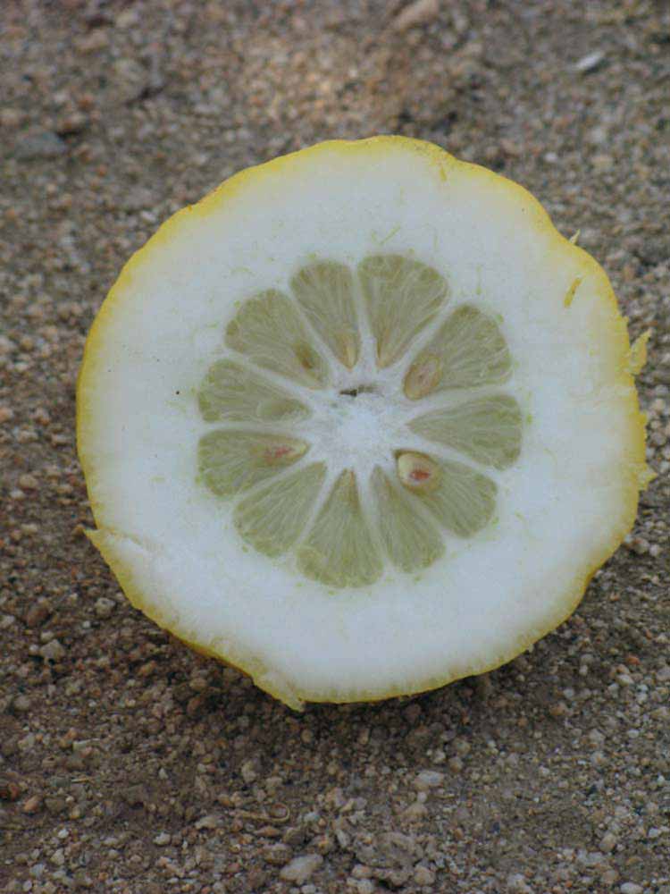              Fruit cross-section of  Citrus limonimedica         (Etrog, Riverside, CA)       